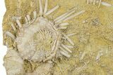 Cretaceous Fossil Urchin (Phymosoma) Plate - Morocco #262519-3